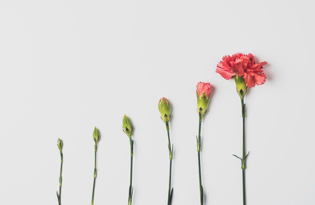 Row of carnations from small buds to a full bloom, showing growth