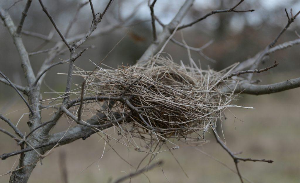 Empty bird's nest in bare tree branches